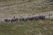 Photo en ligne au meilleur prix Mouton de Nouvelle Z�lande