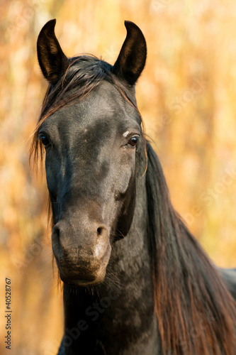 Photo: horse portrait horse portrait