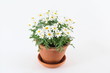 Margeriten im Topf