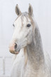 Young stallion