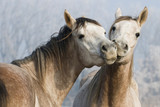 Funny horses - Fine Art prints
