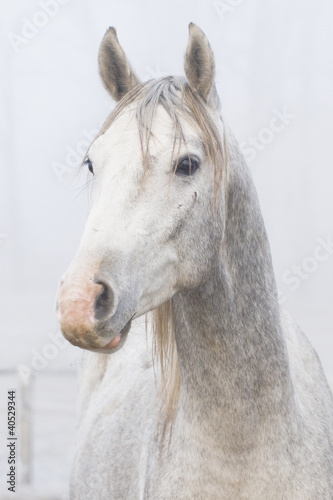 Photo: Young stallion Young stallion