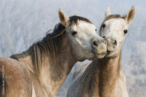 Photo: Funny horses Funny horses