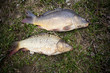 Two nice carps cought on a bite using light feeder.