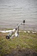 Fishing rod setted up for a big carp.