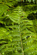 Fern
