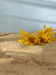 Flowers on the  sand