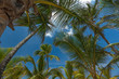 Tropical Paradise
