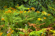 Fern
