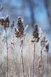 Icy bush