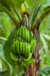 A bunch of bananas in their natural environment