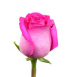 Pink rose on a white background Pink rose on a white background