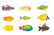 Great collection of a tropical fish.
