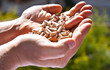 pellet6