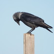 Jackdaw, Corvus monedula