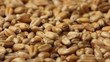 Grain