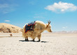 White Tibetan yak