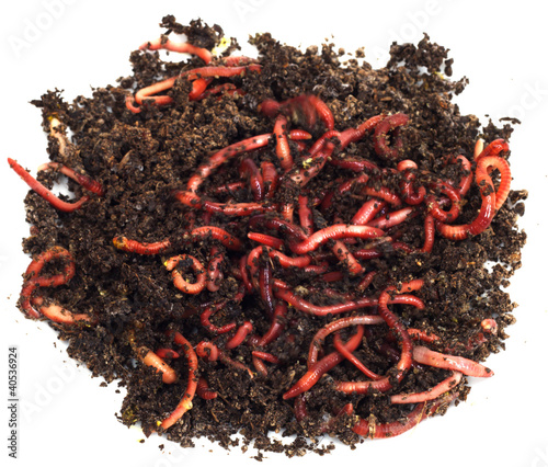 Photo: red worms in compost - bait for fishing red worms in compost - bait for fishing