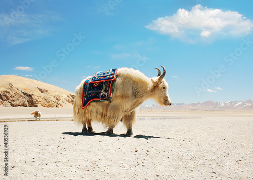 Photo: White Tibetan yak White Tibetan yak