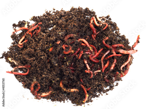 Photo: red worms in compost - bait for fishing red worms in compost - bait for fishing