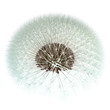 Dandelion Seeds, 3d Generated - Fibonacci Sequence Experiment