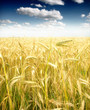 Wheat field against a blue sky Wheat field against a blue sky