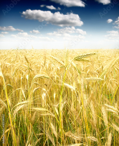 Foto: Wheat field against a blue sky Wheat field against a blue sky