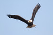 Adult Bald Eagle (haliaeetus leucocephalus)
