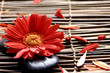 Flower with petals in the spa