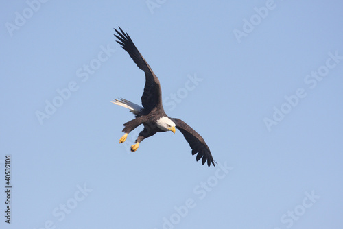 Photo: Adult Bald Eagle (haliaeetus leucocephalus) Adult Bald Eagle (haliaeetus leucocephalus)