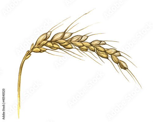 Illustration: Watercolor illustration of wheat ear on white Watercolor illustration of wheat ear on white