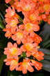 A flowers houseplants, latin name Clivia miniata. A flowers houseplants, latin name Clivia miniata.