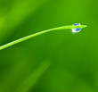 Dewdrop with Sky reflection on Blade of Grass / copy space backg