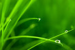 Water Drops on Grass with Sparkle / copy space