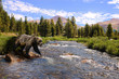 grizzly bear crossing river grizzly bear crossing river