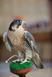 arab falcon bird arab falcon bird