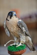arab falcon bird