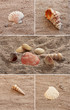Seashells. Collage