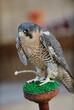 arab falcon bird