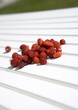Wild Strawberries