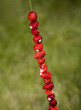 Wild Strawberries