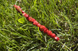 Wild Strawberries