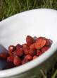Wild Strawberries
