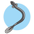 eel