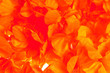 Photo: holland holland