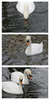 swans collage in the lake