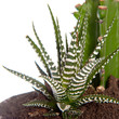 xerophyte