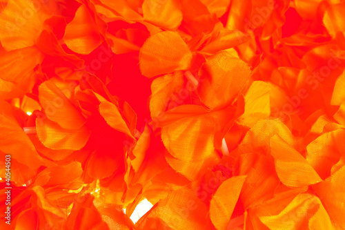 Photo: holland holland