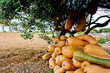 Mediterranean vegetables in a field Mediterranean vegetables in a field