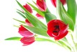 Leinwanddruck Bild - red tulips